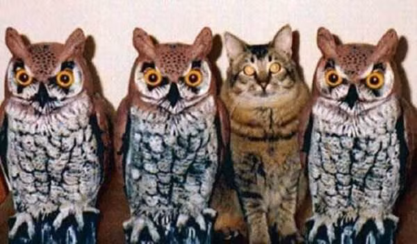 Cũng có điểm giống đấy chứ.