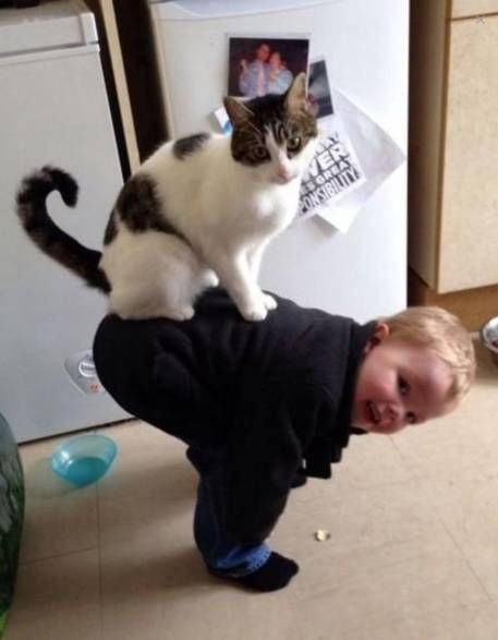 Làm ngựa cho mèo cưỡi nhé.