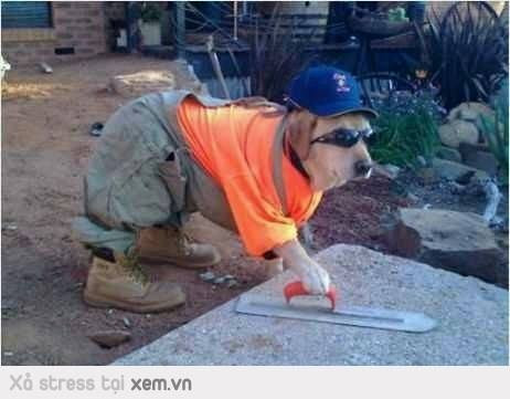 Hết làm bảo vệ chủ, giờ chuyển sang làm thợ xây.
