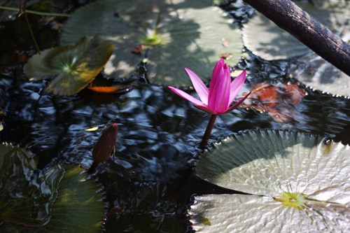 Suối Yến những ngày này khá vắng thuyền đò, không còn cảnh chen lấn, xô bồ. Du khách có thể thoải mái chụp ảnh, thong dong vãn cảnh trong không khí mát mẻ của mùa thu để tận hưởng trọn vẹn vẻ đẹp "bầu trời cảnh bụt" của suối Yến - chùa Hương.