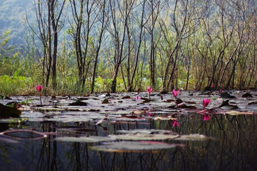 Đến trưa, chiều, hoa súng sẽ cụp lại và chỉ bung nở trở lại vào sáng hôm sau.
