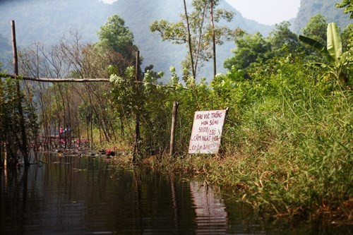 Rất thức thời, một hộ gia đình tại đây đã mở dịch vụ chụp ảnh hoa súng với giá 50.000 đồng/đò.