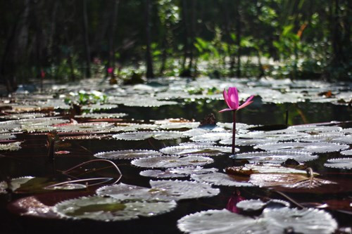 Hình ảnh những bông hoa súng hồng rực khoe sắc thắm trên nền nước xanh ngắt của suối Yến giờ đây cũng đã trở thành một “đặc sản” của chùa Hương.