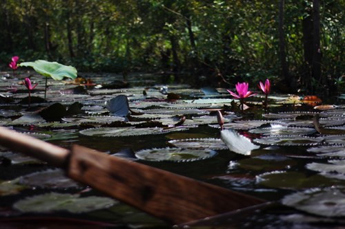 Họ hầu như đều thuê thuyền đi chụp từ sáng sớm để thưởng thức hết các góc độ của hoa súng từ khi mặt trời mới mọc đến khi có ánh nắng rực rỡ.