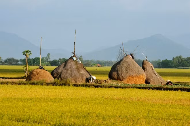 Bối cảnh của phim "Tôi thấy hoa vàng trên cỏ xanh" là những năm 80 của thế kỷ trước, giai đoạn đất nước còn trong chế độ bao cấp. Tìm lại cảnh của hơn 30 năm trước trong một đất nước đang phát triển thật không dễ dàng. Đạo diễn Victor Vũ rất khắt khe khi chọn cảnh. Một cột điện nổi lên giữa đồng, một biển báo giao thông xuất hiện trên đường, một mái ngói ngẫu nhiên “lộ” ra giữa xóm nhà lá… thể hiện một cuộc sống hôm nay, dù cho bối cảnh quanh đó có đẹp mấy đều cũng bị loại ra. Bởi vậy cảnh mới hòa với người làm cho câu chuyện thêm xúc động. Ảnh: Giữa đồng thuộc thôn Phước Lộc (xã Hòa Thành, huyện Đông Hòa).