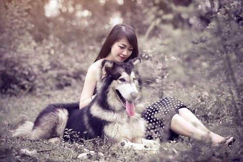 Vì thế, cô bạn 9X xinh đẹp thường sang nhà bạn mình là Quang Minh và chơi với Xám - chú chó lớn thuộc giống Alaska.
