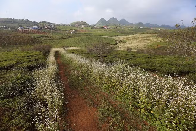 Man nhan ngam hoa tam giac mach no ro tai Moc Chau