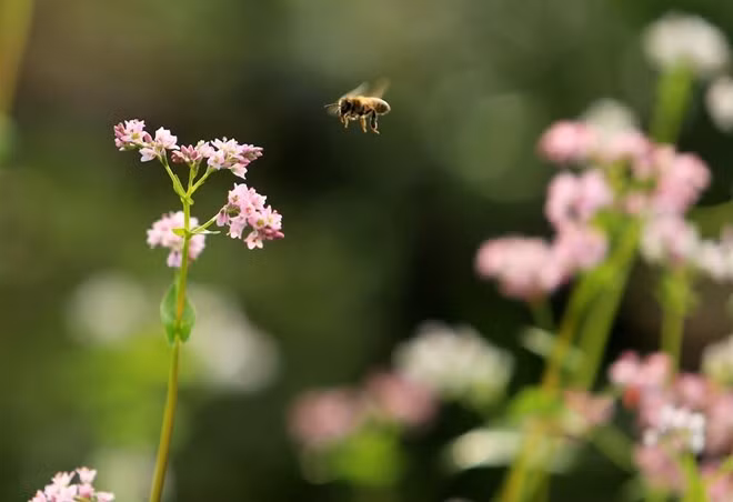 Những bông hoa nhỏ li ti phớt hồng trước đây làm thức ăn cho người dân tộc nay đã thành loài hoa thu hút du khách thập phương.