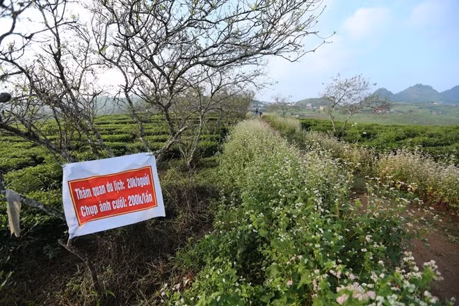 Người mang tam giác mạch về trồng tại Mộc Châu là anh Lê Xuân Thủy. Trong một lần tham quan Hà Giang, anh thích loài hoa hồng nhỏ li ti, liền đã mua 30 kg giống hoa về gieo thử. Nhiều lần anh không thành công do chưa có kinh nghiệm và phụ thuộc vào thời tiết, thổ nhưỡng...