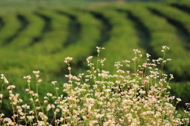 Vườn tam giác mạch này nằm cạnh đồi chè nên bạn có thể vừa chụp đồi chè, vừa chụp tam giác mạch.