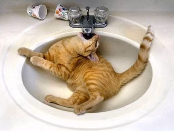 Thèm một dòng nước mát.