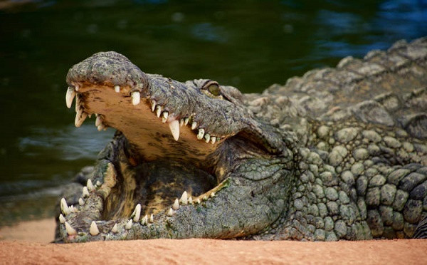 Người phụ nữ sống sót sau 90 phút vật lộn với cá sấu Nguoi phu nu song sot sau 90 phut vat lon voi ca sau