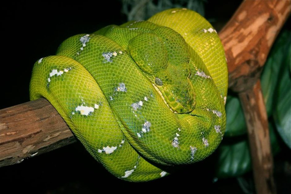 Được đánh giá là một trong những loài trăn đẹp nhất thế trăn cây (Green Tree Python) nổi bật với màu xanh lục. Xanh lam chỉ là sắc độ chìm dưới da hoặc điểm xuyết xen kẽ giữa màu lục.