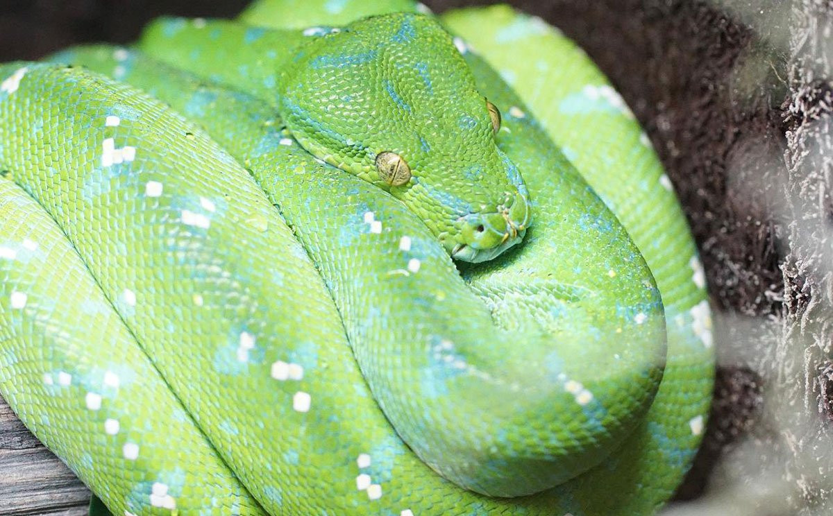 Mỗi cá thể trăn cây trưởng thành có kích thước từ 1,8 - 2,2m và nặng khoảng 1,6 kg. Chúng có tuổi thọ từ 15 - 20 năm.