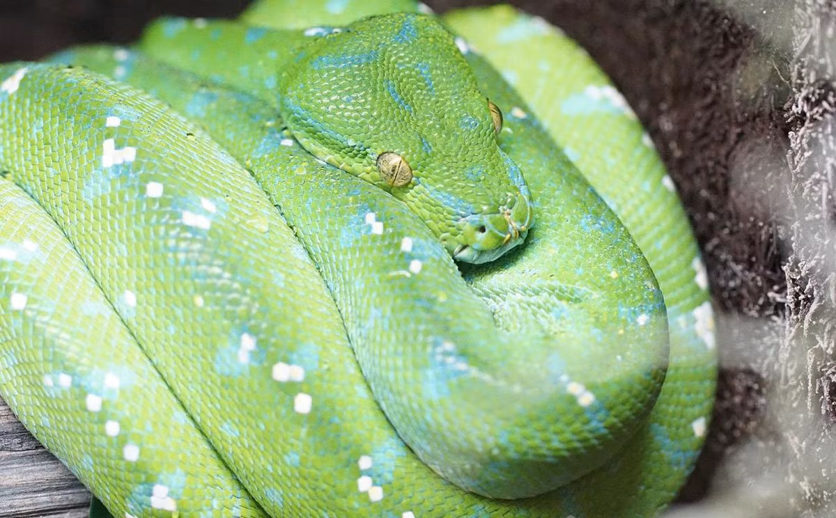 Mỗi cá thể trăn cây trưởng thành có kích thước từ 1,8 - 2,2m và nặng khoảng 1,6 kg. Chúng có tuổi thọ từ 15 - 20 năm.