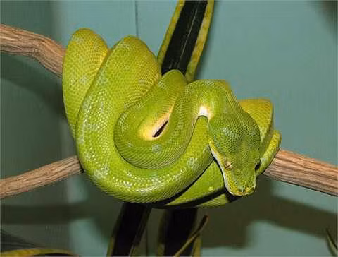 Do vậy, nếu tính tất cả hốc nhiệt và mũi để thở thì trăn cây có tới 20 "lỗ mũi".