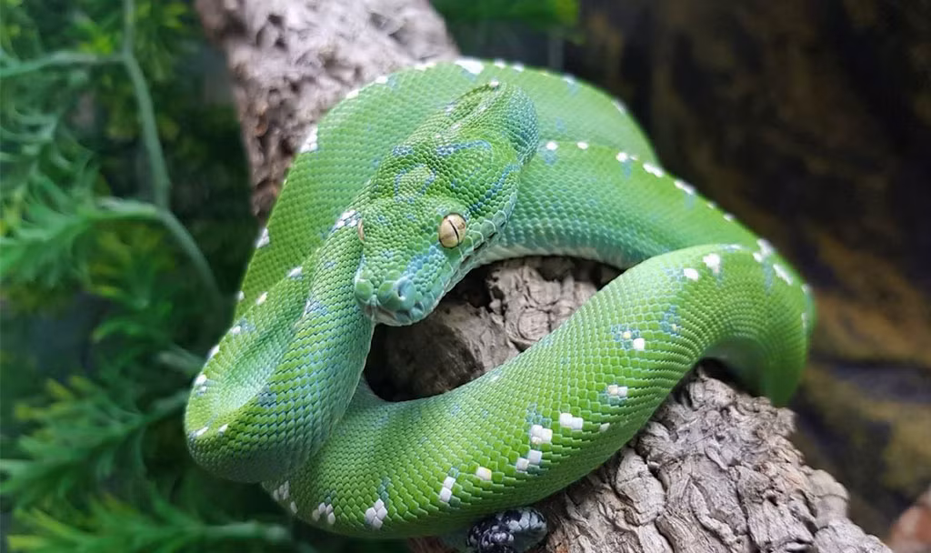 Giống như tên gọi, loài trăn có màu xanh độc đáo này dành phần lớn thời gian trong ngày là ở trên cây.