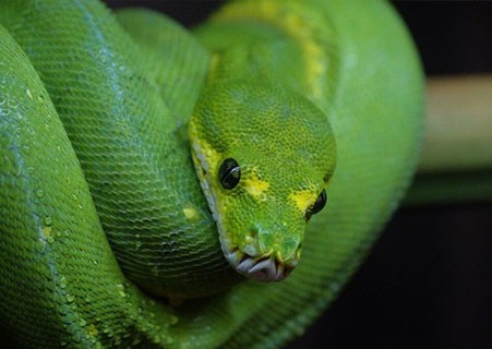 Đặc biệt, trăn cây gây chú ý khi có tới 20 "lỗ mũi". Trên thực tế, nó chỉ có 2 lỗ mũi để thờ.