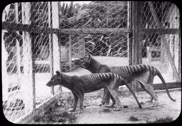 Hổ Tasmania còn được gọi là thylacines hay chó sói Tasmania. Đây là một loại thú có túi đã tuyệt chủng ở đại lục Australia khoảng 3.000 năm trước.