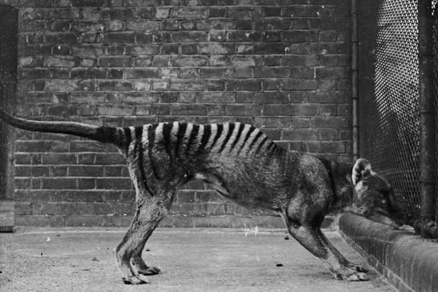 Giáo sư Andrew Pask đề xuất 9 bước quan trọng để hồi sinh hổ Tasmania bao gồm xác định trình tự gene. Khoản tài trợ sẽ cho phép các nhà nghiên cứu có thêm hiểu biết về bộ gene của hổ Tasmania, phát triển các kỹ thuật sử dụng tế bào thú có túi để tạo phôi và chuyển nó sang động vật thay thế.