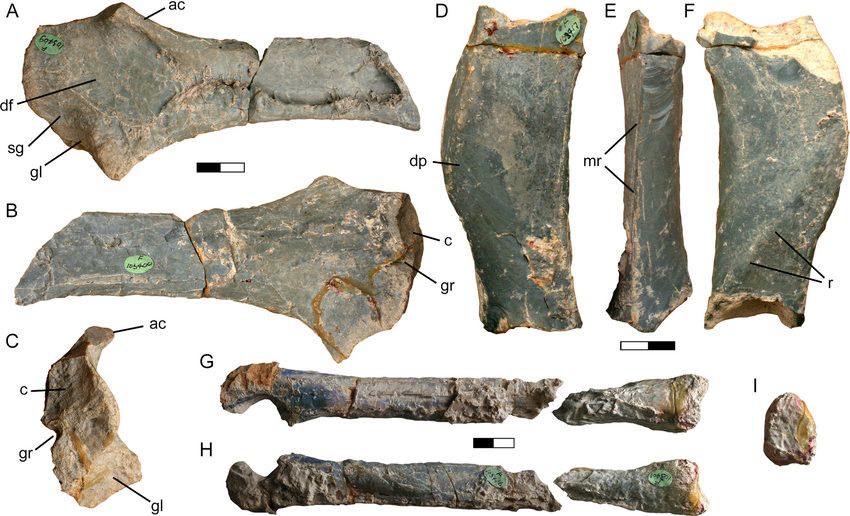 Fostoria dhimbangunmal là động vật ăn cỏ đứng bằng chân sau, thuộc cùng chi với loài iguanodon. Những con trưởng thành có cơ thể dài tới gần 5m.