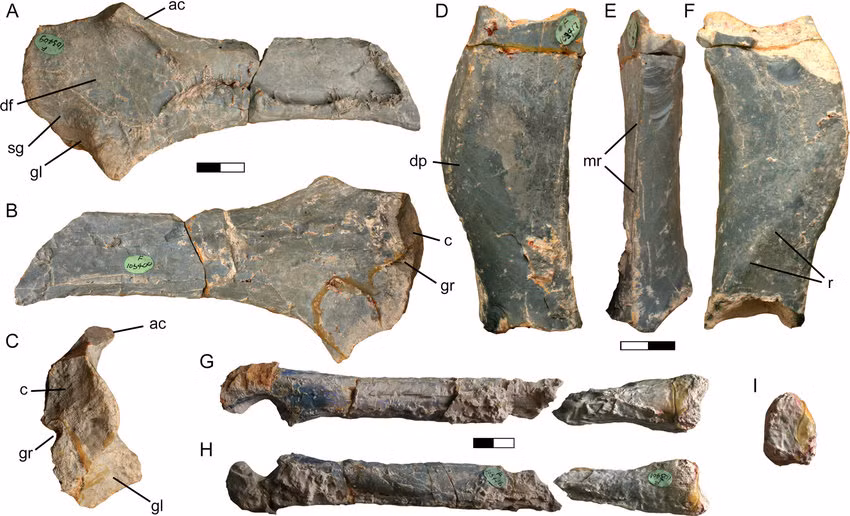 Fostoria dhimbangunmal là động vật ăn cỏ đứng bằng chân sau, thuộc cùng chi với loài iguanodon. Những con trưởng thành có cơ thể dài tới gần 5m.