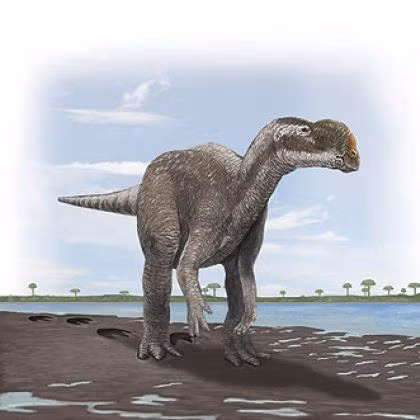 Về sau, ông Foster trao lại số hóa thạch tìm được cho Bảo tàng Australia ở Sydney. Sau khi nhận những hóa thạch trên, các nhà cổ sinh vật học ở bảo tàng Australia quyết định đến mỏ ngọc mắt mèo Sheepyard để tìm kiếm hóa thạch.