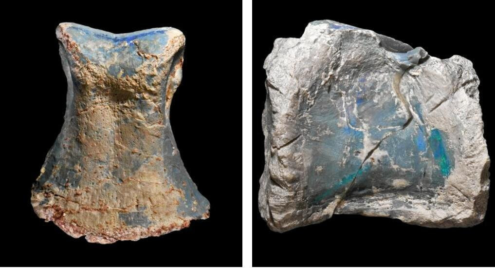 Căn cứ vào hình dạng và tình trạng hóa thạch, các chuyên gia phát hiện đó là một loài khủng long mới. Chúng được họ đặt tên là Fostoria dhimbangunmal (có nghĩa là "sheepyard" trong tiếng Yuwaalaraay của người bản xứ ở New South Wales).