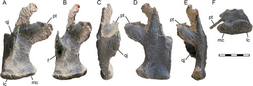 Theo các chuyên gia, ngọc mắt mèo hình thành trong hốc đá. Sau khi khủng long chết, thi hài của chúng bị chôn vùi dưới cát hoặc đất sét. Sau nhiều thế kỷ, xương của chúng sẽ bị hóa đá và hình thành ngọc mắt mèo. Nó trở thành bản sao hóa thạch của xương khủng long.