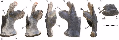 Theo các chuyên gia, ngọc mắt mèo hình thành trong hốc đá. Sau khi khủng long chết, thi hài của chúng bị chôn vùi dưới cát hoặc đất sét. Sau nhiều thế kỷ, xương của chúng sẽ bị hóa đá và hình thành ngọc mắt mèo. Nó trở thành bản sao hóa thạch của xương khủng long.