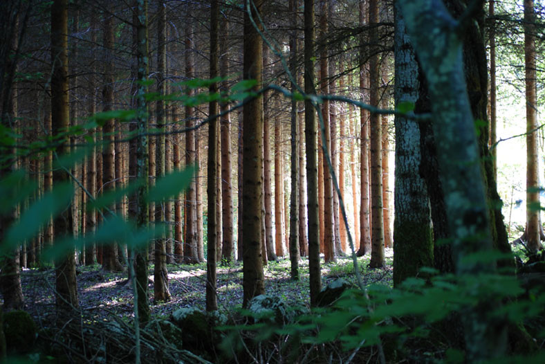 Thấy vậy, Alex và Veino lại gần và nhặt một số hòn đá lên để kiểm tra chúng thuộc loại khoáng chất gì.