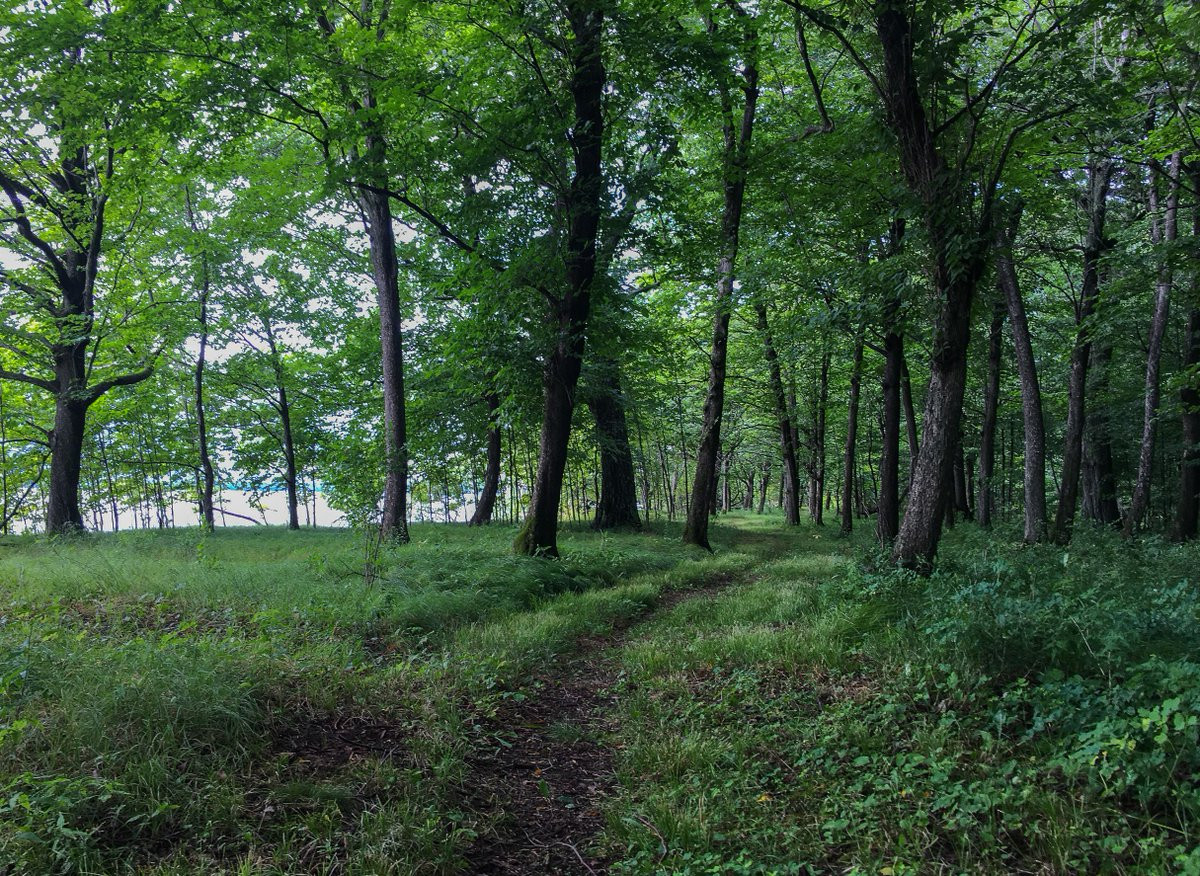 Với tính tò mò, Alex và Veino tiến sâu vào phía bên trong. Theo đó, họ thấy một cánh đồng cỏ với những cây cỏ cao khoảng 30 cm. Càng đi sâu, cỏ càng cao hơn. Chúng cao tới gần 1,5m.