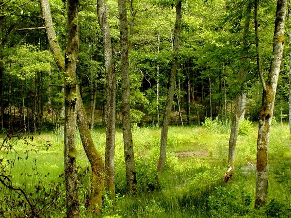 Thậm chí, Alex nhìn thấy 2 bóng người cao khoảng 1,8m, tóc và râu dài, khoảng 40 tuổi trong làn sương mù. Dường như những người này không có nhãn cầu khiến ông ám ảnh.