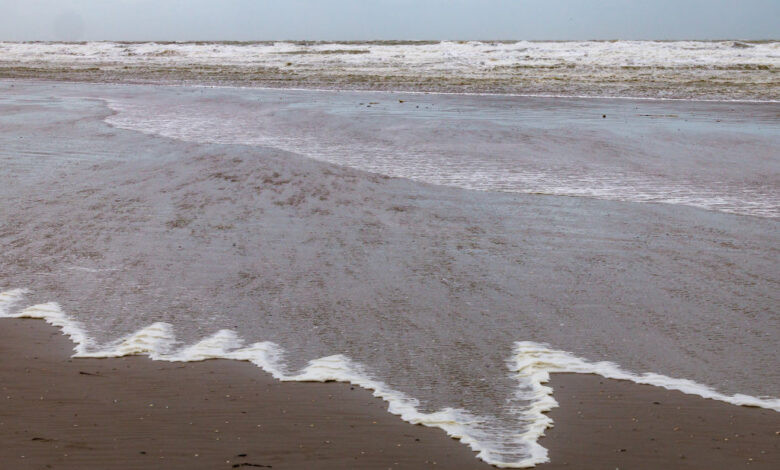 Theo các chuyên gia, những loại tảo đó còn được gọi là tảo cát. Việc tìm thấy tảo trong cơ thể người đàn ông cho thấy người này có khả năng cao là chết đuối khi rơi xuống biển trong một sự cố.