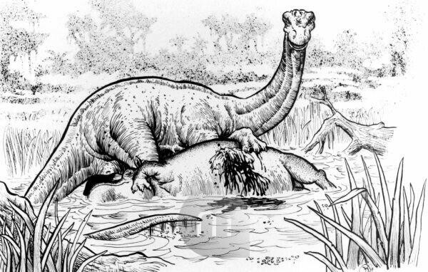 Một số giai thoại kể rằng, quái vật Mokele-mbembe có thể sống tới hàng trăm, hàng ngàn năm.