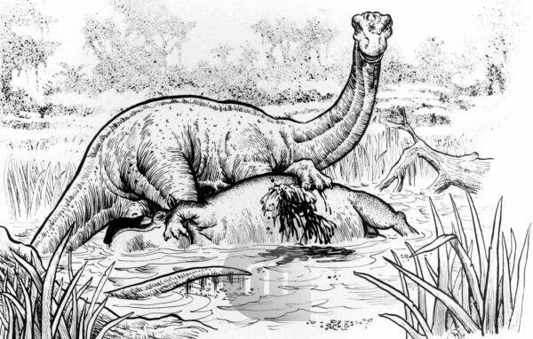 Một số giai thoại kể rằng, quái vật Mokele-mbembe có thể sống tới hàng trăm, hàng ngàn năm.