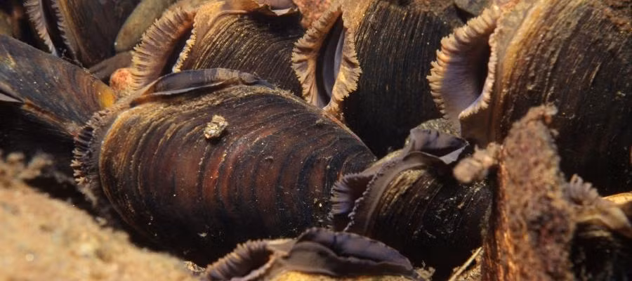 Theo các chuyên gia, ngọc trai nước ngọt là loài phát triển cực kỳ chậm. Đây là một trong các lý do giúp tuổi thọ trung bình của chúng dao động từ 86 - 102 năm. Ngọc trai nước ngọt sống lâu nhất từng được biết đến từ trước đến nay là 280 năm tuổi.