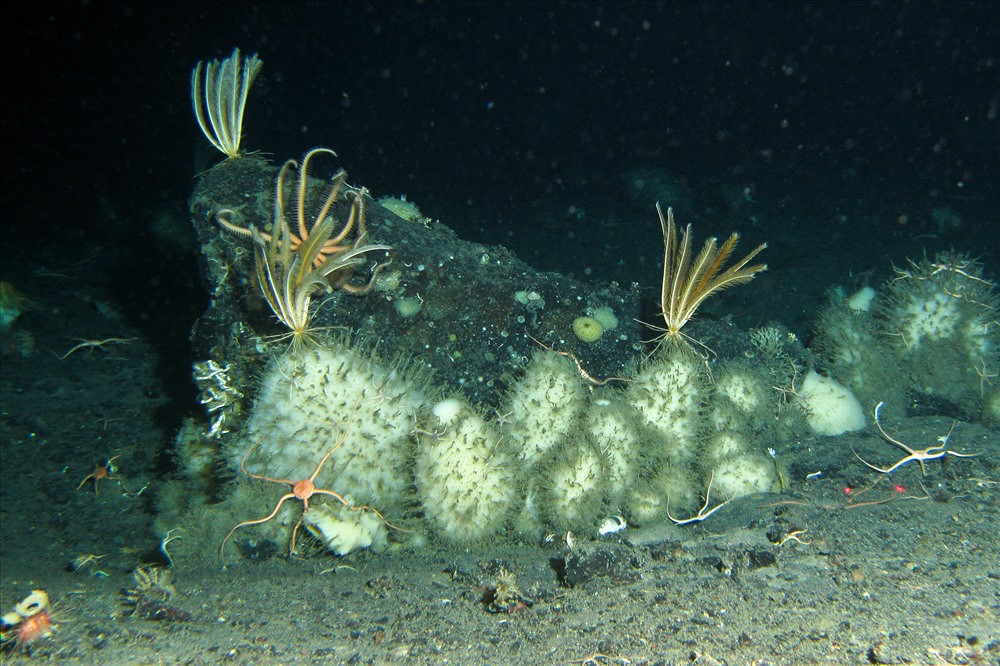 Bọt biển Nam Cực khiến giới chuyên gia cũng như công chúng kinh ngạc khi có thể sống tới 1550 tuổi.