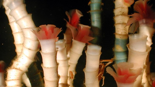 Giun ống Lamellibrachia được tìm thấy sâu trong vịnh Mexico và có thể sống tới 250 năm. Chúng có thể đạt chiều dài tối đa là hơn 3m nhưng tốc độ phát triển rất chậm.