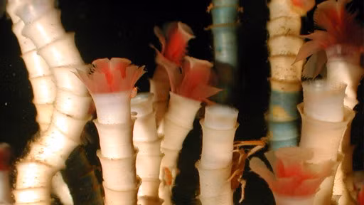 Giun ống Lamellibrachia được tìm thấy sâu trong vịnh Mexico và có thể sống tới 250 năm. Chúng có thể đạt chiều dài tối đa là hơn 3m nhưng tốc độ phát triển rất chậm.