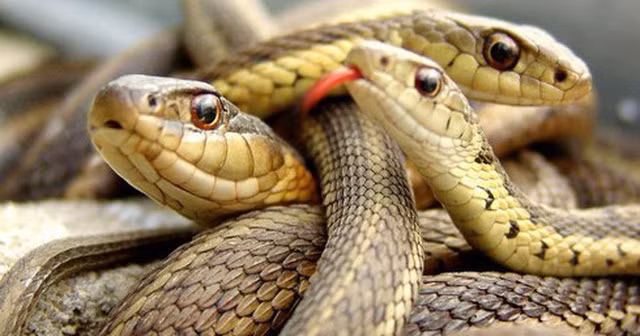 Chính vì vậy, chỉ có các nhà khoa học, nhà thám hiểm có thể lên đảo Rắn đến tiến hành nghiên cứu. Mỗi lần như vậy, họ đều phải xin phép trước và bắt buộc phải có bác sĩ đi cùng để kịp thời xử lý nếu gặp tình huống nguy cấp.