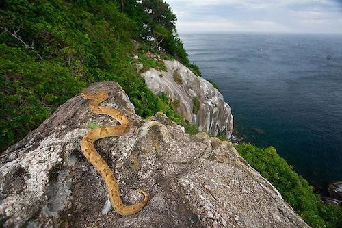 Rắn trên đảo Ilha da Queimada Grande có nhiều loại với kích thước khác nhau. Trong số này có một loài rắn độc nhất thế giới là rắn hổ lục đầu giáo vàng. Loại rắn này khi trưởng thành có thể dài hơn 0,5m và nọc độc mạnh hơn 5 lần so với rắn trong đất liền.