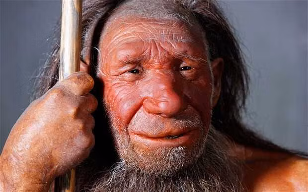 Theo các chuyên gia, người Neanderthals cùng thuộc chi Homo với Homo sapiens chúng ta. Họ có cơ thể rắn chắc, sức khỏe tốt và thành thạo kỹ năng săn bắt, biết dệt sợi, làm trang sức...