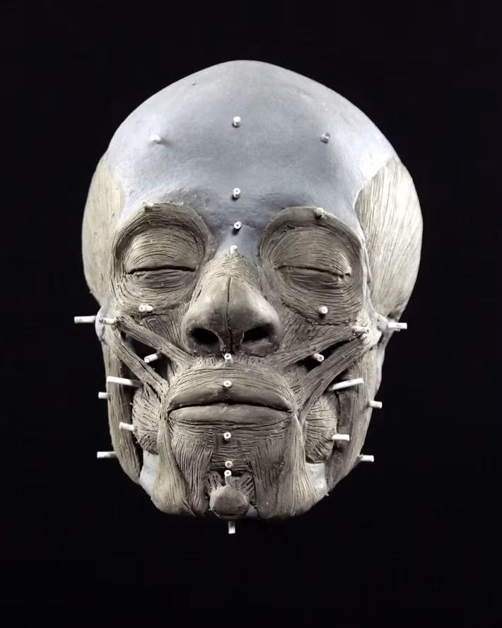 Trong nỗ lực giải mã bí ẩn về cuộc sống của họ, mới đây, các chuyên gia khảo cổ và nghệ sĩ 3D Oscar Nilsson tiến hành phục dựng gương mặt của người phụ nữ trên. Ông Nilsson đã tái tạo gương mặt của hơn 100 người cổ đại trong 20 năm qua.