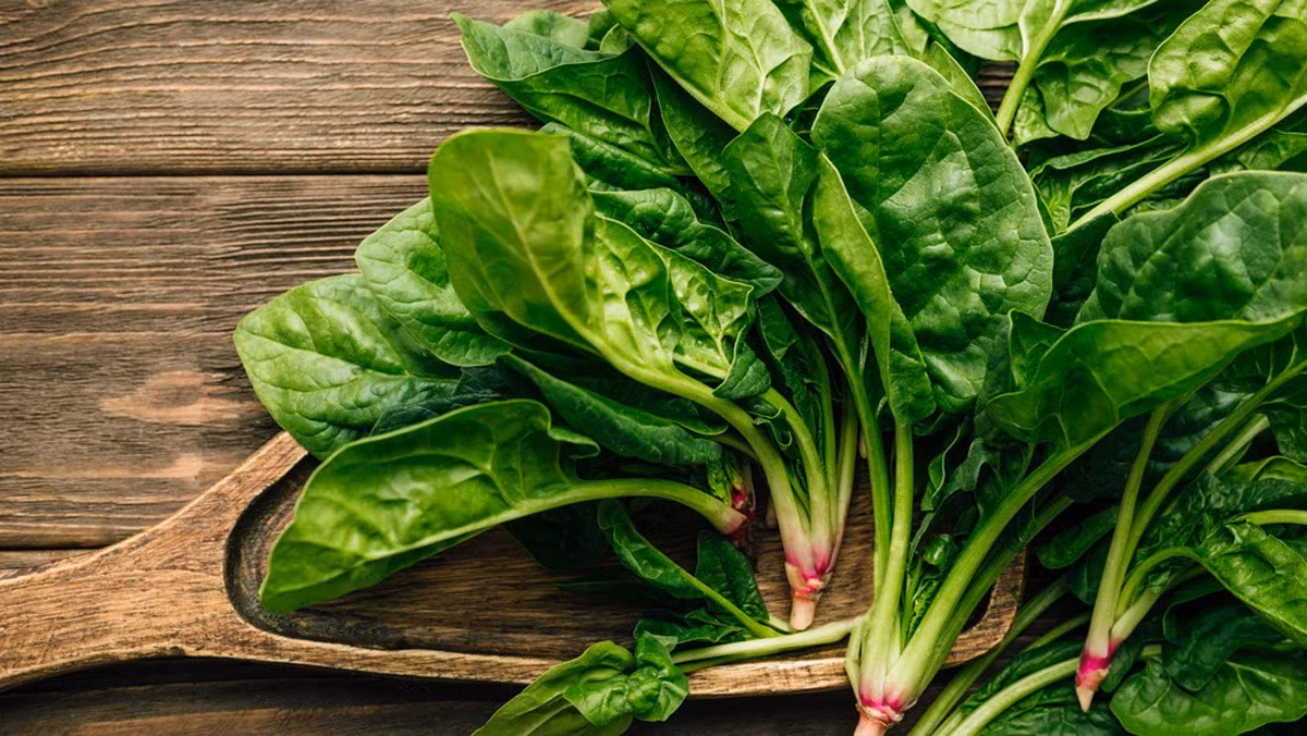 Cải bó xôi rất giàu caroten, vitamin C, canxi, phốt pho, sắt, vitamin E và các thành phần có lợi khác. Nhờ vậy, loại rau này cung cấp nhiều loại chất dinh dưỡng cho cơ thể con người, thúc đẩy sự trao đổi chất và giảm nguy cơ đột quỵ. Đặc biệt, việc thường xuyên ăn rau bina còn góp phần thúc đẩy sự tăng sinh của các tế bào, chống lão hóa, da dẻ sáng mịn...