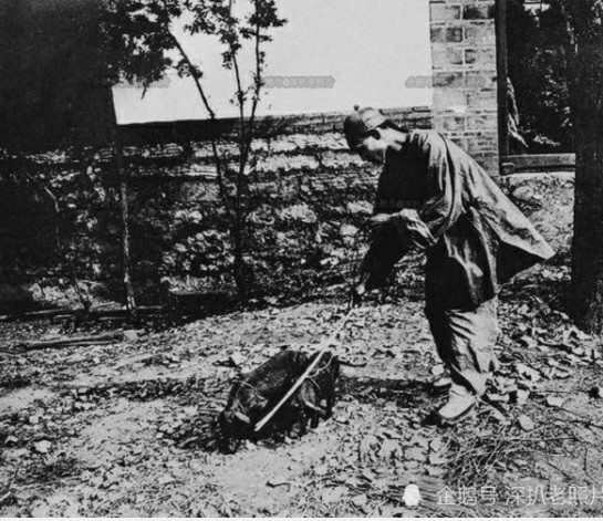 Vào ngày đón dâu, chú rể mang theo một đôi lợn hoặc cừu đến nhà vợ. Đó là phong tục cưới hỏi ở Côn Minh thời xưa. Do sợ con vật chạy lung tung nên người ta dùng dây buộc vào cổ.