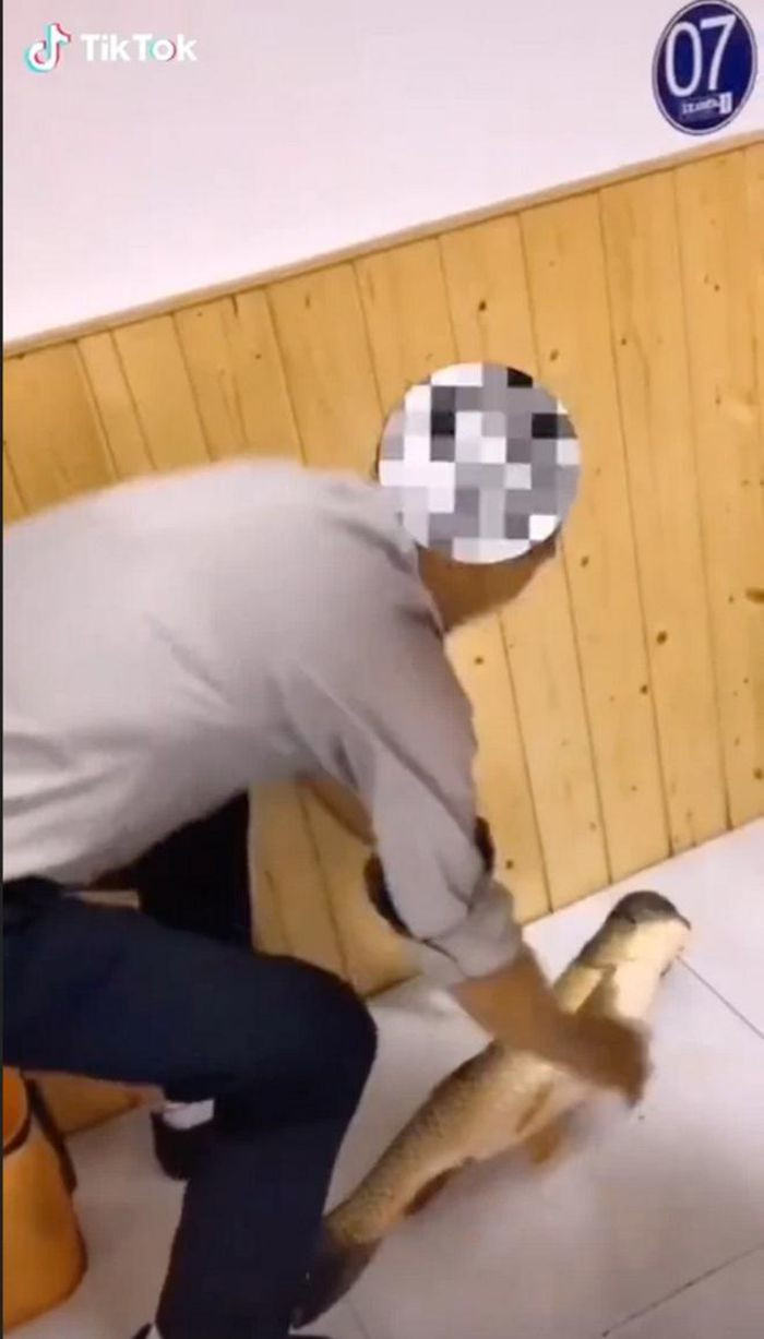 Sau khi xem video đó, nhiều người vô cùng thích thú khi thấy một con cá chép có hình dáng lạ hiếm gặp và tò mò vì sao nó có vẻ ngoài khác biệt như vậy.