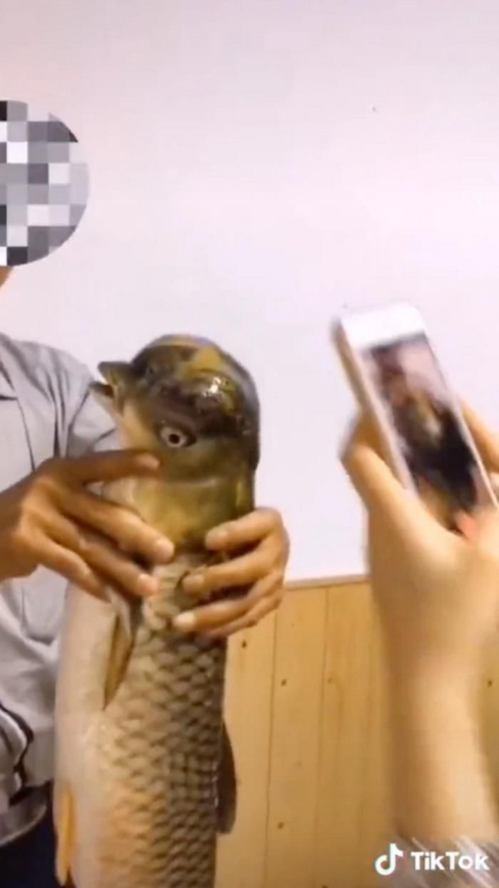 Thế giới động vật có nhiều điều kỳ thú và luôn xuất hiện những điều mới lạ khiến con người tò mò và đi tìm lời giải. Gần đây, dư luận xôn xao khi một người đàn ông đăng một đoạn clip trên TikTok có sự xuất hiện của một con cá chép có đầu giống chim kỳ lạ.