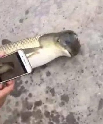 Theo các chuyên gia, đó thực sự là một con cá chép. Phần đầu của nó bị biến dạng. Biến dạng này thường gặp ở một số loài cá nước ngọt.