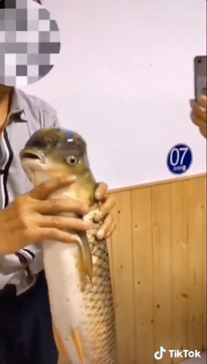 Trong clip trên TikTok, con cá chép liên tục giãy giụa do không ở trong nước. Vì vậy, thông tin cho rằng clip được dàn dựng, cắt ghép bị bác bỏ.